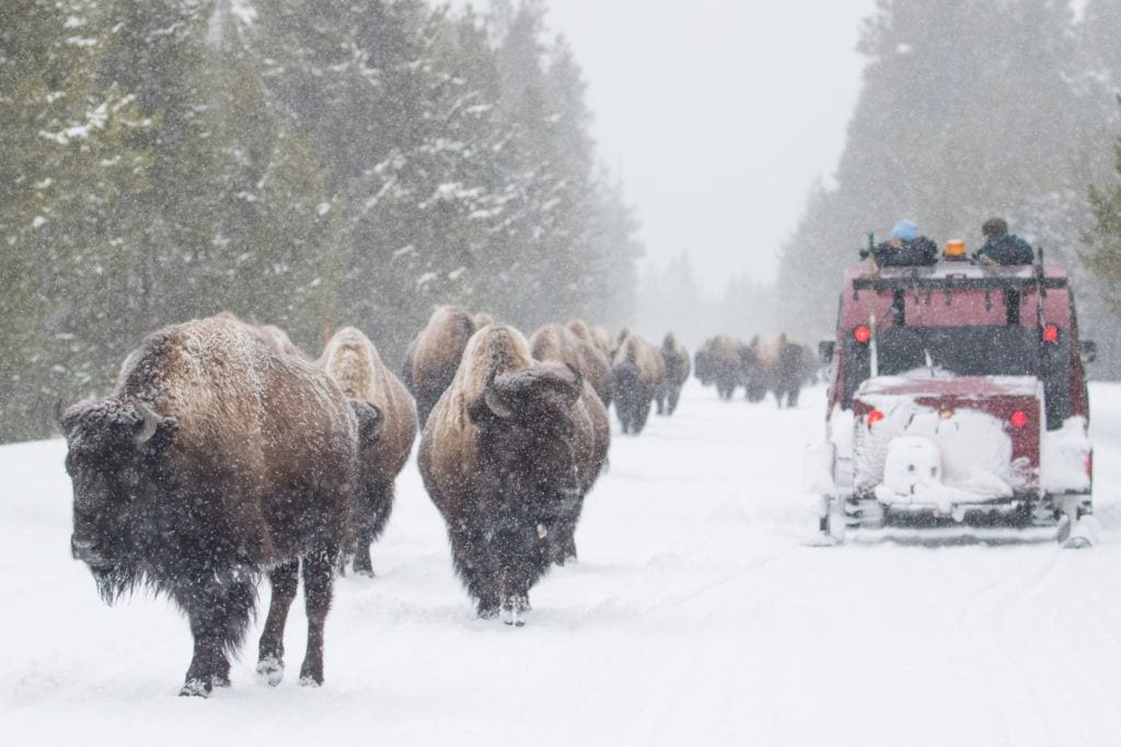 Herd of bison walking down snow-covered road in Yellowstone National Park in winter with vehicle stopped to watch