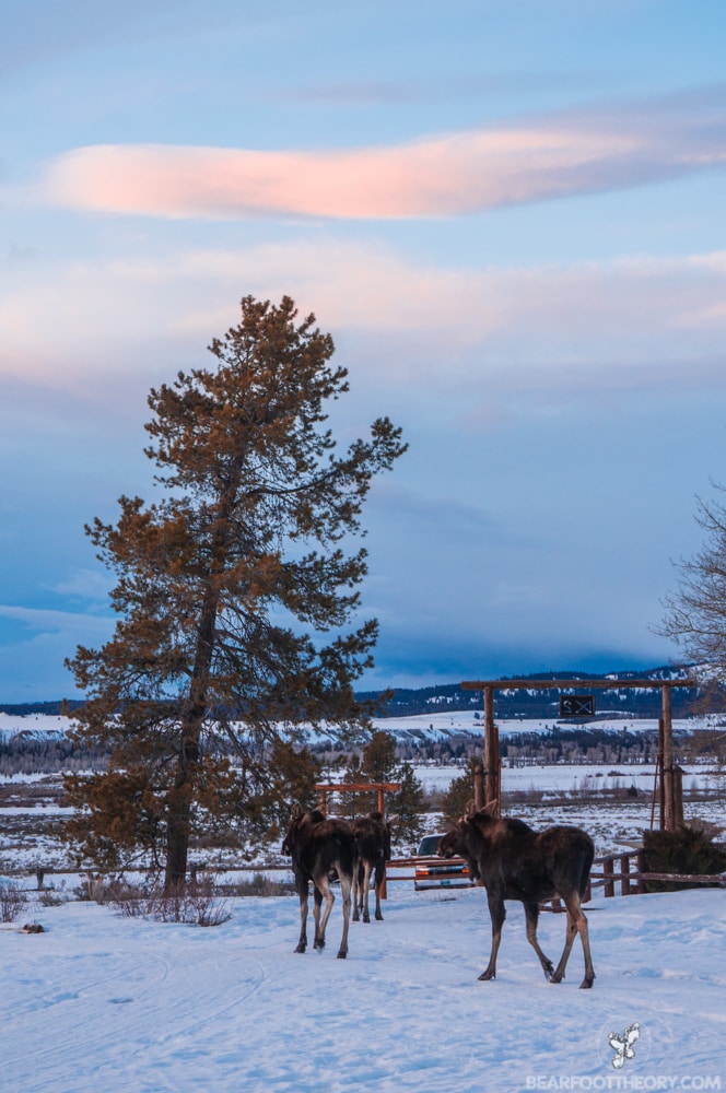 Triangle X Ranch - Jackson Wyoming