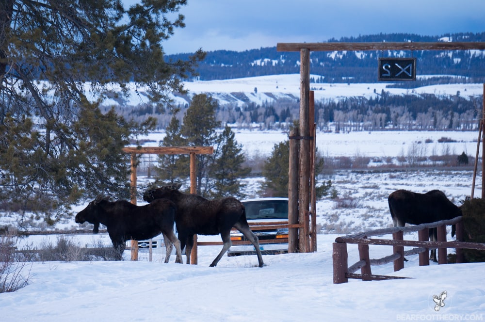 Triangle X Ranch - Jackson Wyoming