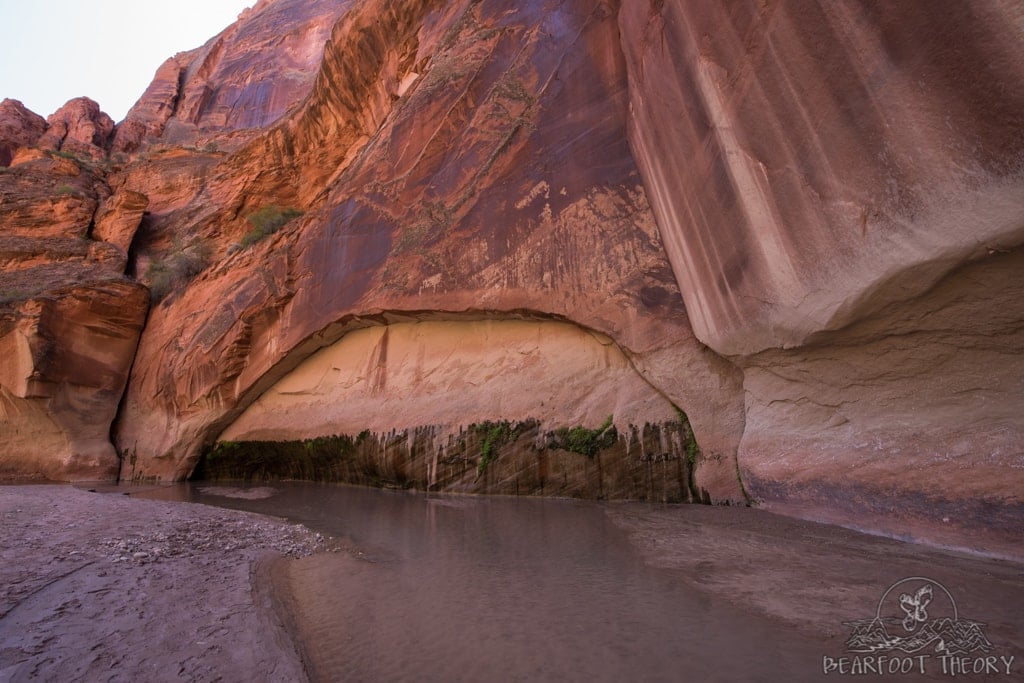 Fresh water spring in Paria Canyon Utah