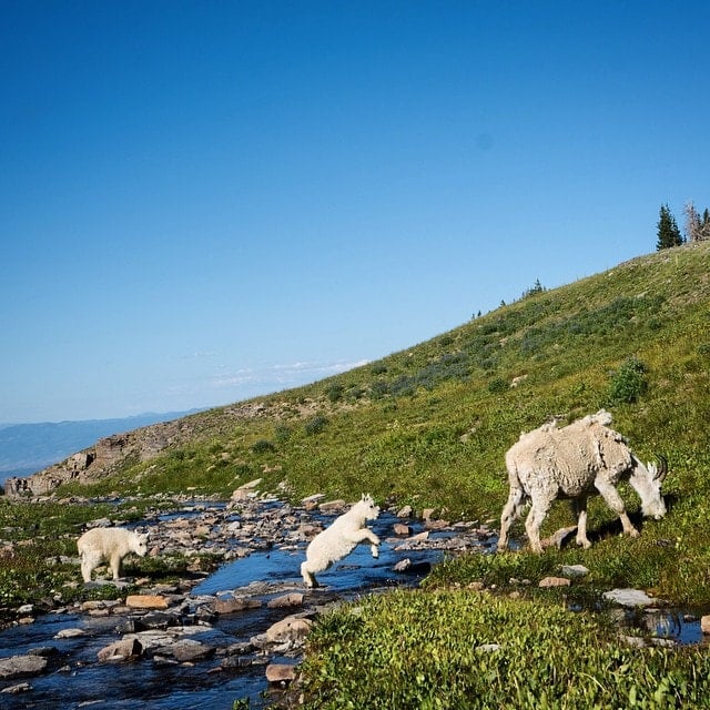 Mountain goats crossing stream on green mountainside in Colorado