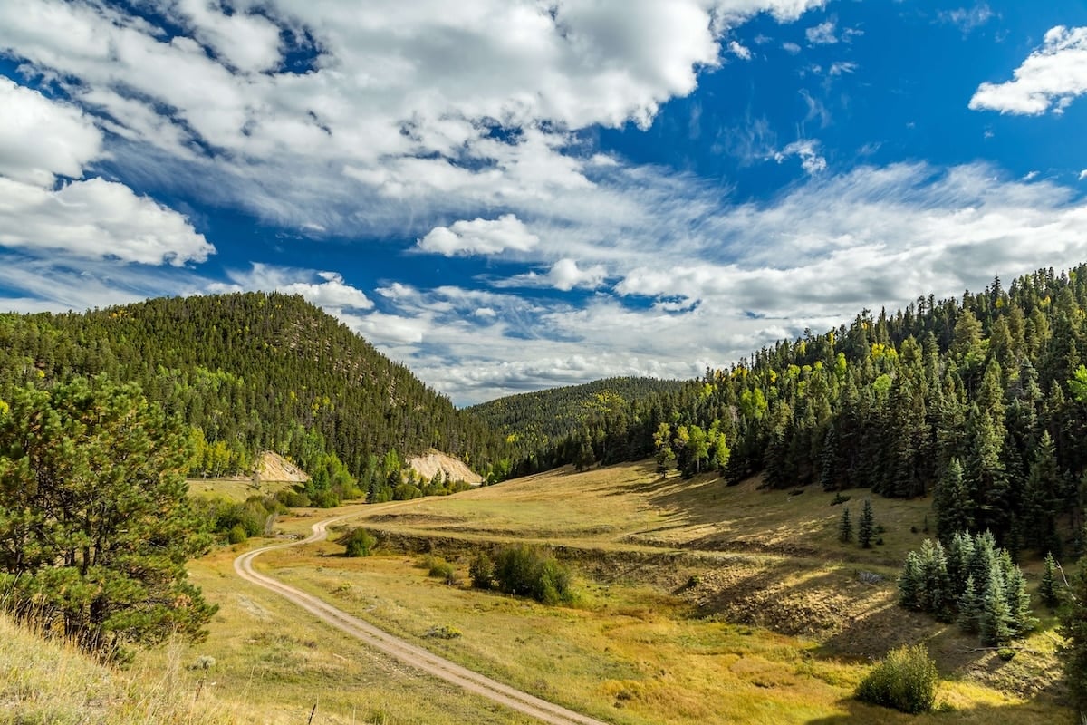 A winding dirt road cuts through a scenic valley, bordered by dense forests and rolling grassy hills under a partly cloudy sky. The vibrant greenery contrasts with the bright blue sky, creating a picturesque landscape in New Mexico