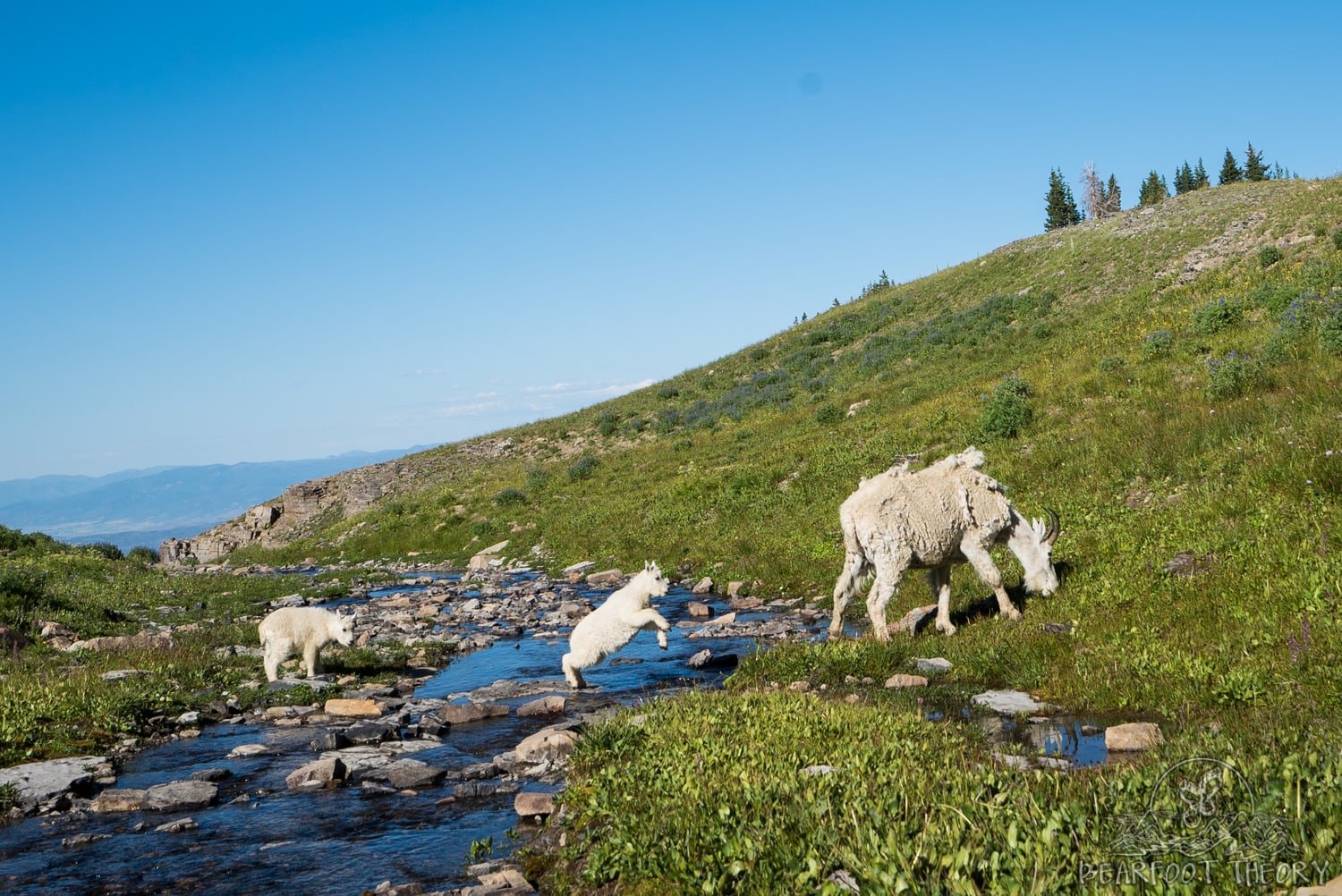 Three mountain goats crossing stream on slows of Mount Timpanogos in Utah