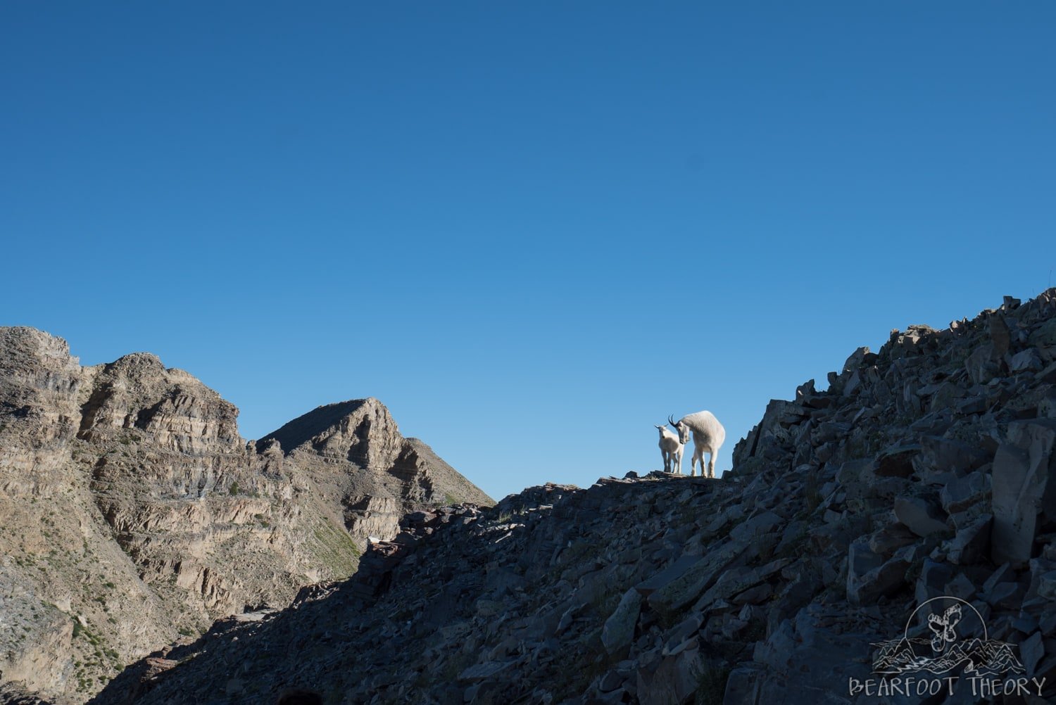 Mountain goats on Mount Timpanogos