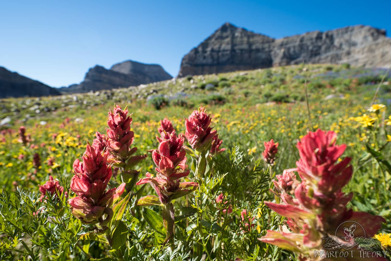 Wildflowers below Mount Timpanogos