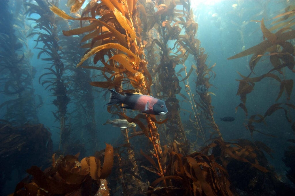 Snorkeling in the Channel Islands // Discover the best things to do on Santa Cruz Island in the Channel Islands including kayaking, snorkeling, hiking, camping, and more!