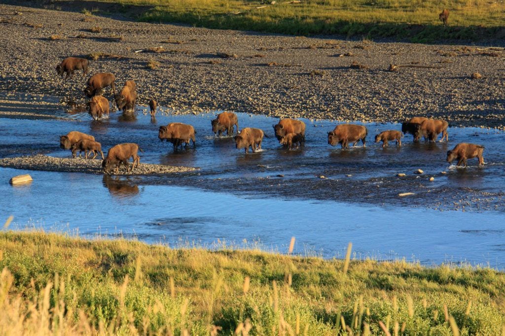 Lamar Valley / Home to the largest concentration of bison in Yellowstone National Park