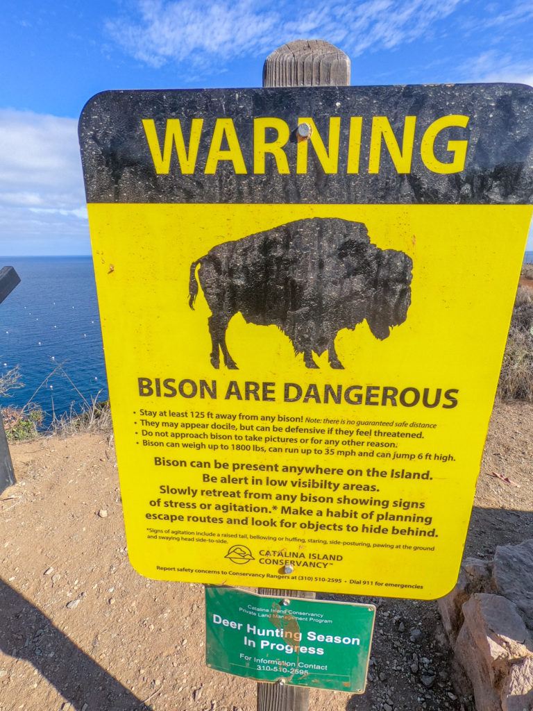 Bison on Catalina Island