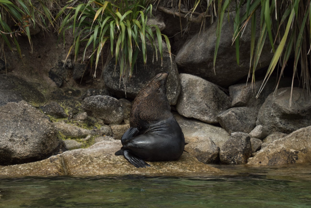 fur seal in Abel Tasman National Park