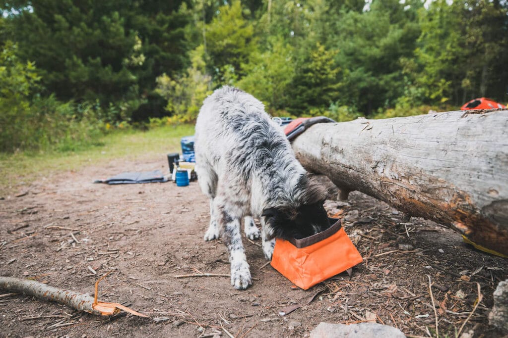 dog drinking out of a water bowl while hiking // pack enough water an bowl while hiking with your dog