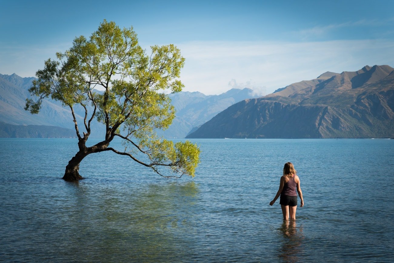 That Wanaka Tree