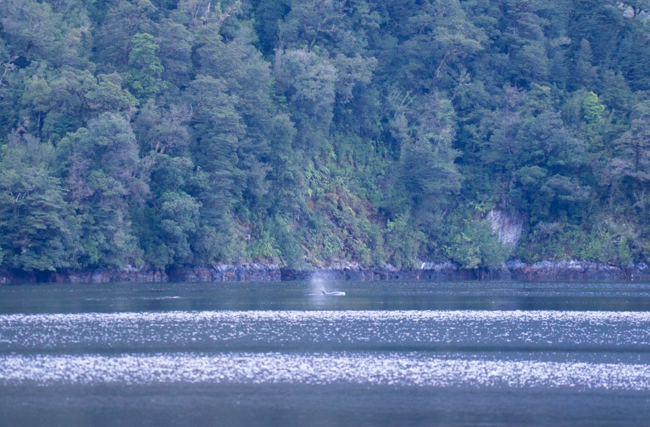 Dolphins in Doubtful Sound