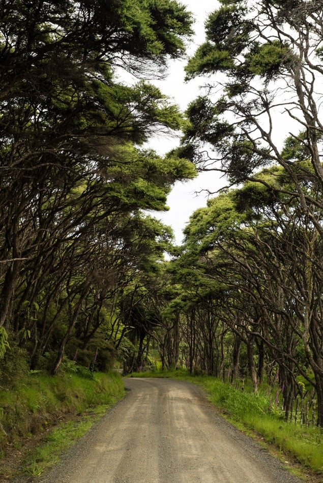 Get ready to navigate those roundabouts while driving on the left side of the road. Here's my essential tips and the key laws you need to be aware of before getting behind the wheel & driving in New Zealand. 