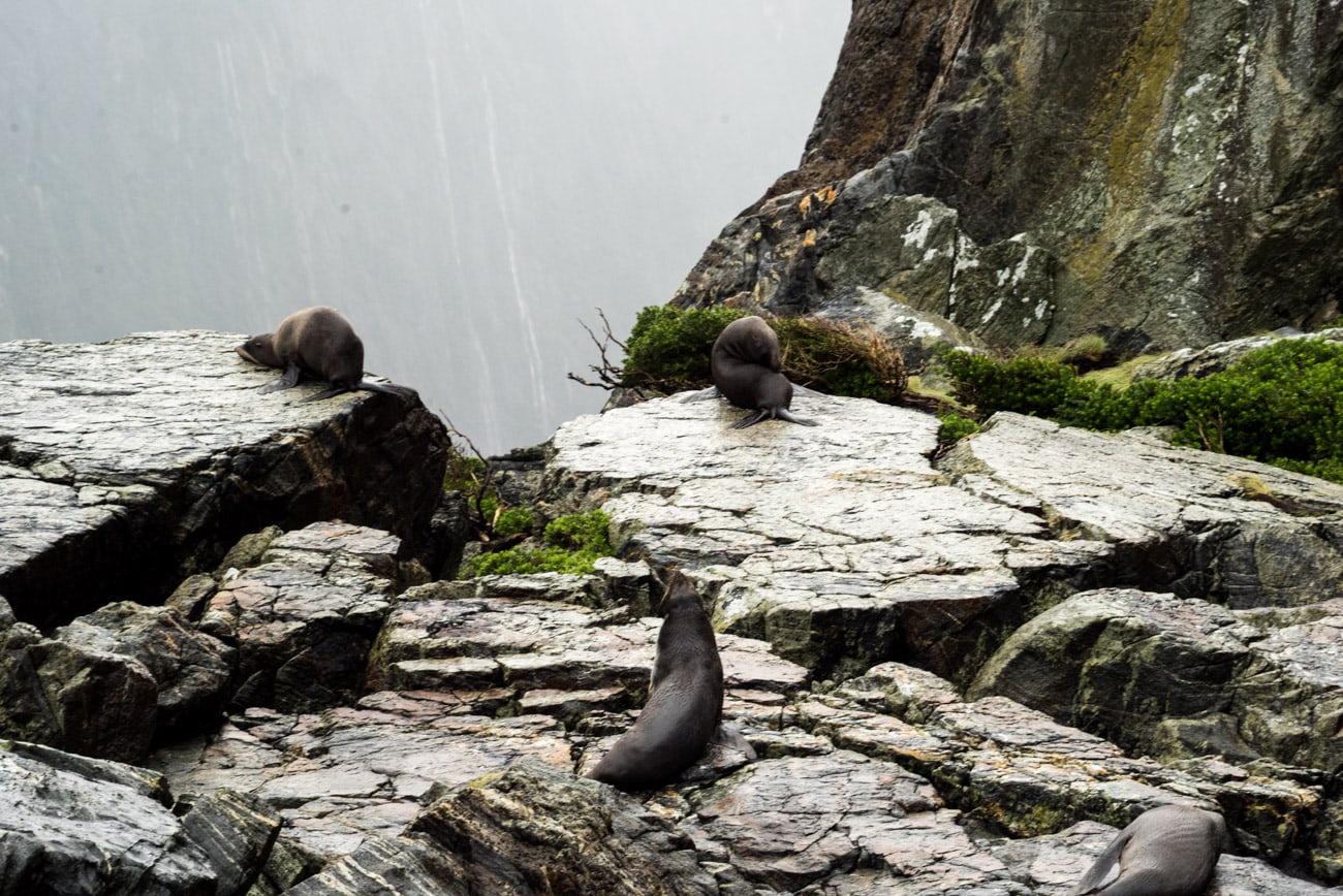 Explore fiords, waterfalls & wildlife in New Zealand's Milford Sound! Check out my blog review & GoPro video of my boat tour with Cruise Milford.