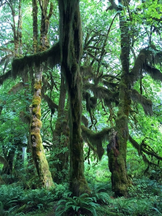 Hoh Rainforest: Itching for a Pacific Northwest road trip? Get this detailed 6-day Olympic National Park Itinerary filed with tips for the best hikes, campsites, beaches, & food!