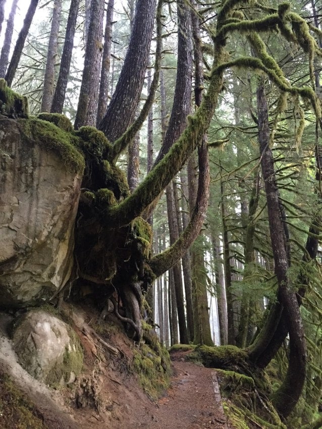 Ancient Grove Trail on Sol Duc Road, Olympic National Park