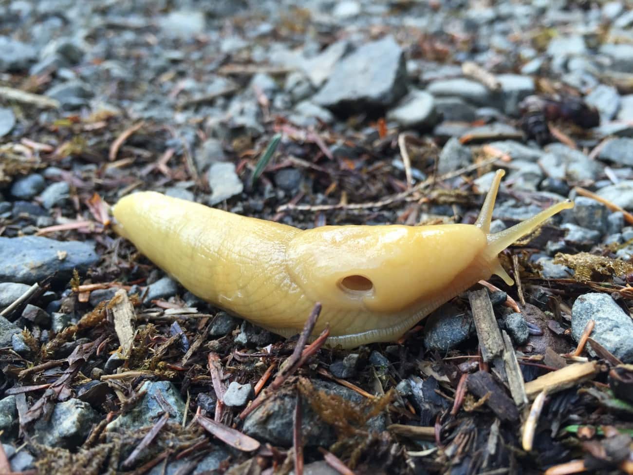 Yellow Slug in Olympic National Park