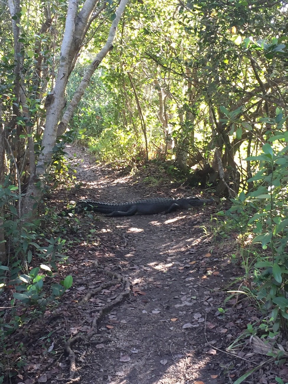 Anhinga Trail in Everglades National Park // Plan your Florida National Parks itinerary with this 7-day road trip guide that visits Key Biscayne, Everglades & Dry Tortugas National Parks