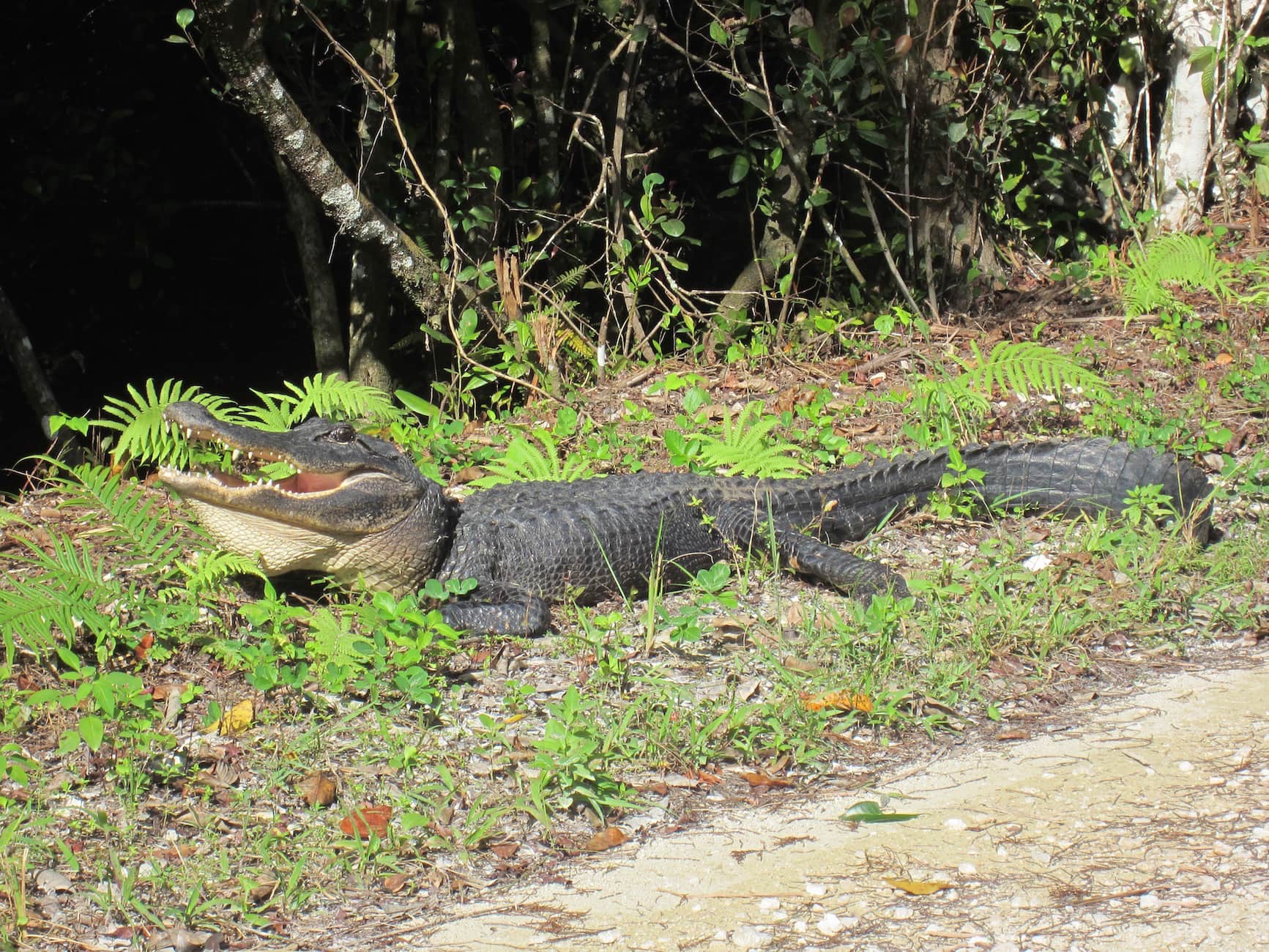 Alligator // Plan your Florida National Parks itinerary with this 7-day road trip guide that visits Key Biscayne, Everglades & Dry Tortugas National Parks