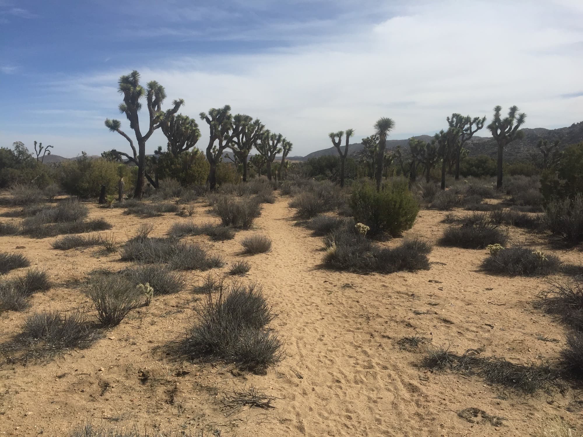 Plan a Joshua Tree backpacking trip with this detailed guide and itinerary to the 37-mile California Hiking and Riding Trail.