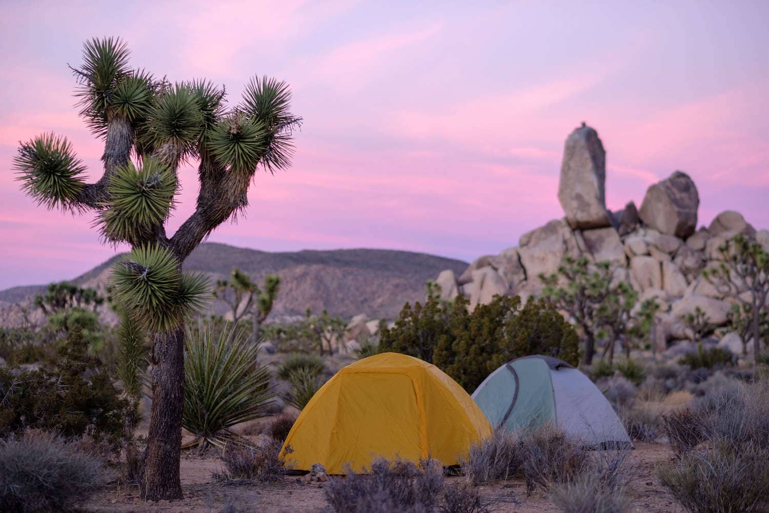 Two tents set up in campsite next to Joshua Tree with sky turning pink and purple at sunset or sunrise