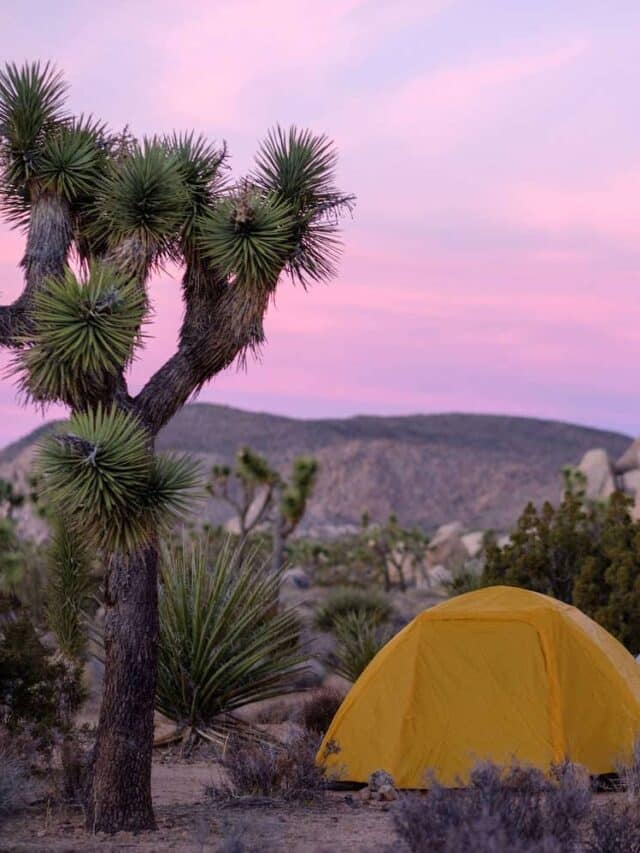 Backpacking in Joshua Tree Bearfoot Theory