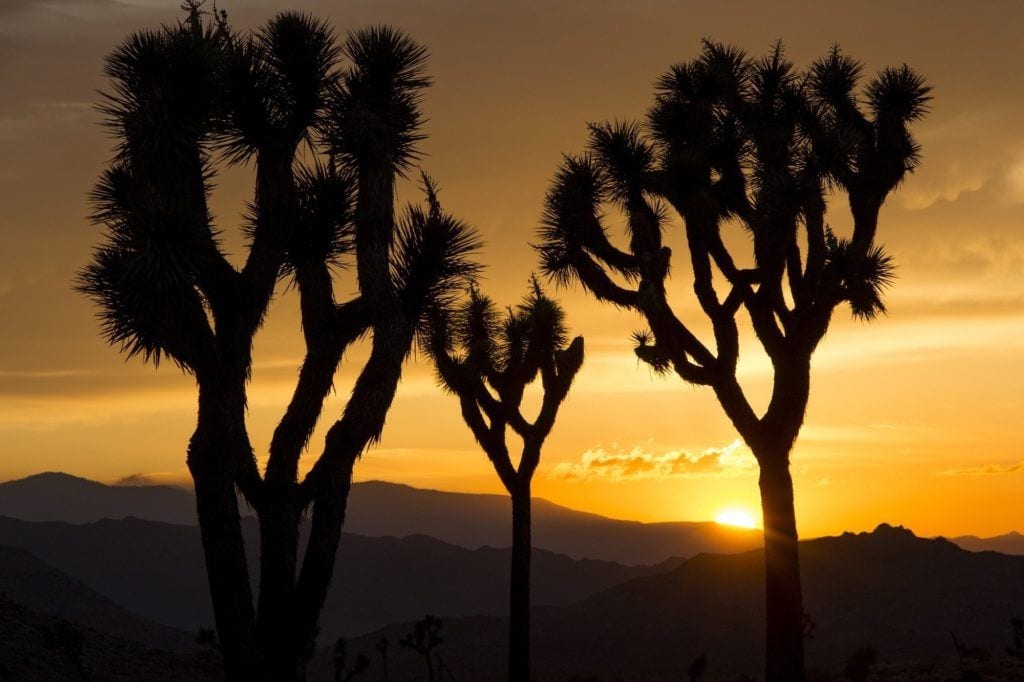 Joshua Tree sunset // Plan a Joshua Tree backpacking trip with this detailed guide and itinerary to the 37-mile California Hiking and Riding Trail.