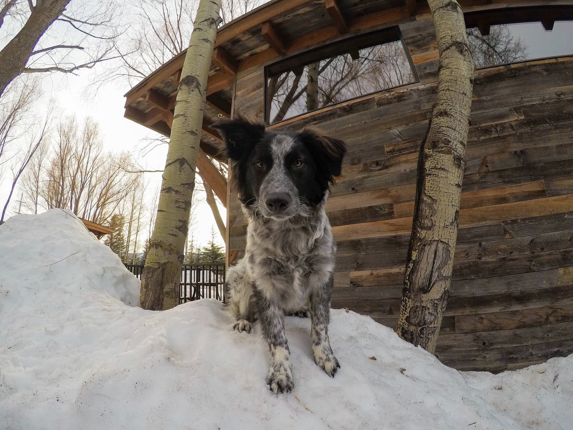 Want to go on a tiny house vacation? Check out my pics and hotel review of the dog-friendly, tiny house cabins at the Fireside Resort in Jackson, Wyoming. 