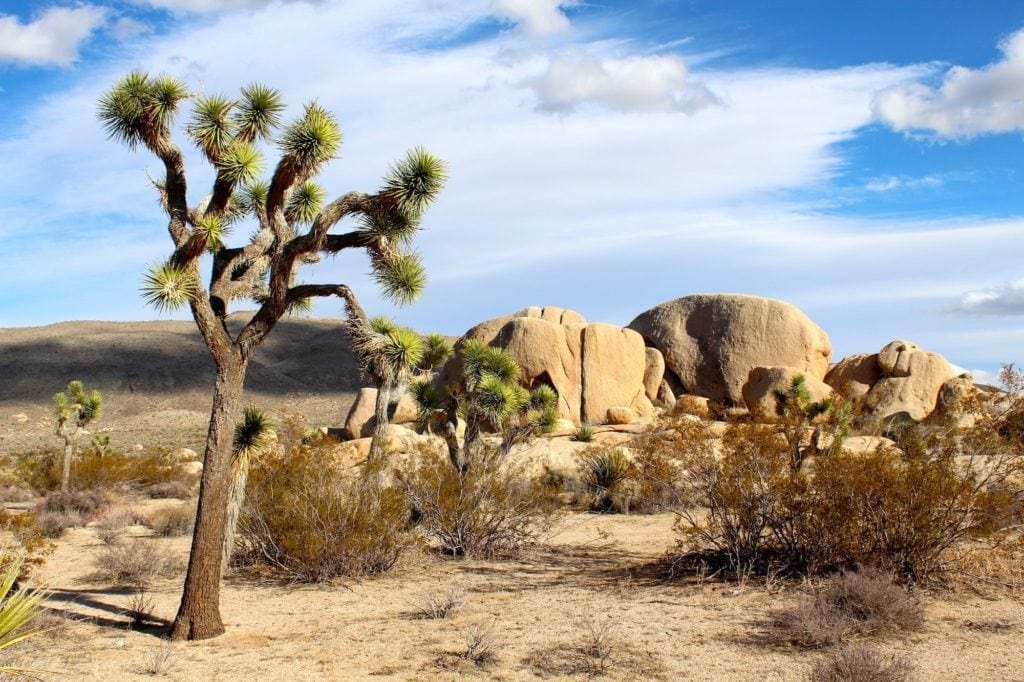 Desert landscape of Joshua Trees and large boulders in Joshua Tree National Park in California