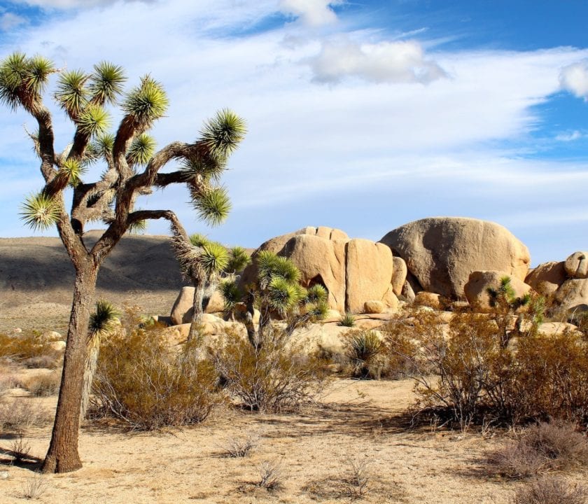 Joshua Tree Backpacking The California Hiking & Riding Trail