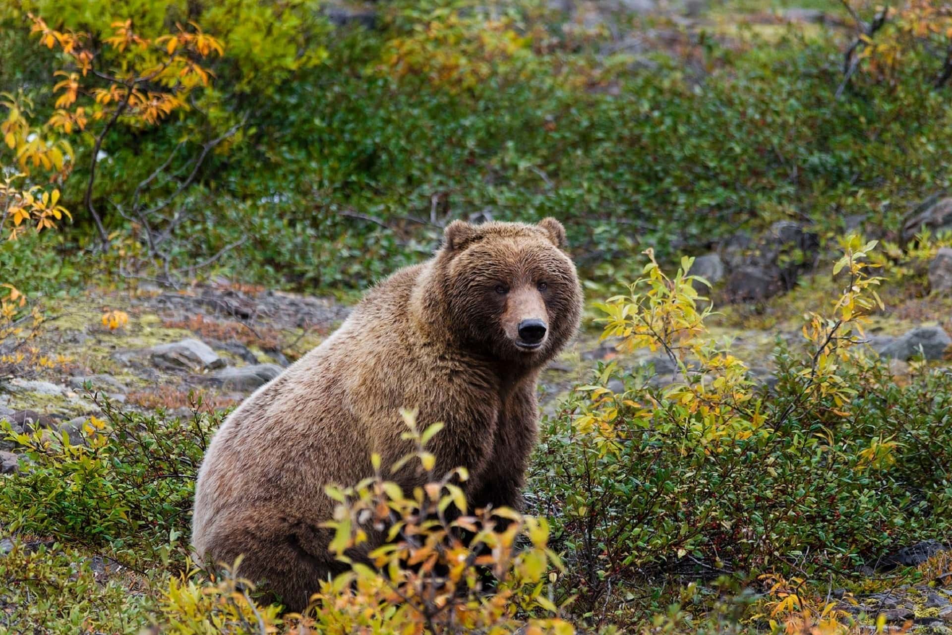 Encountering Wildlife: Six Safety Tips