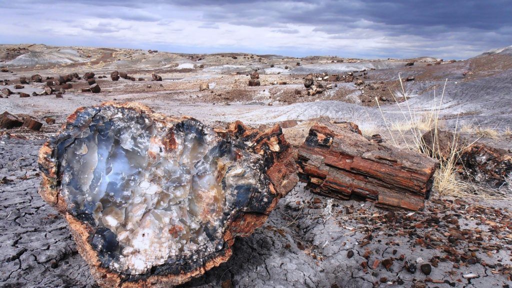 Crystal Forest Trail // Petrified wood is found scattered throughout this Petrified Forest hiking trail