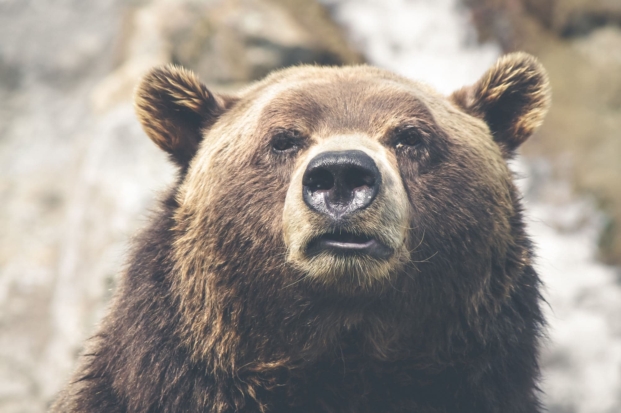 Prevent dangerous wildlife encounters. Learn wildlife safety tips & what to do if you are attacked by a bear, snake, mountain lion or moose while hiking.