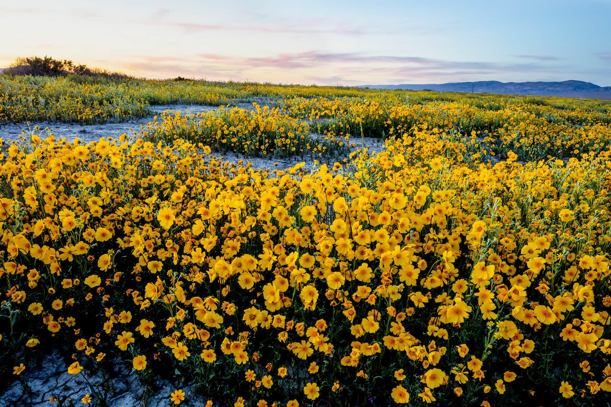 Carrizo Plain National Monument // Learn how national monuments are established, the details of President Trump's National Monument Review & how to submit comments so your voice is heard.