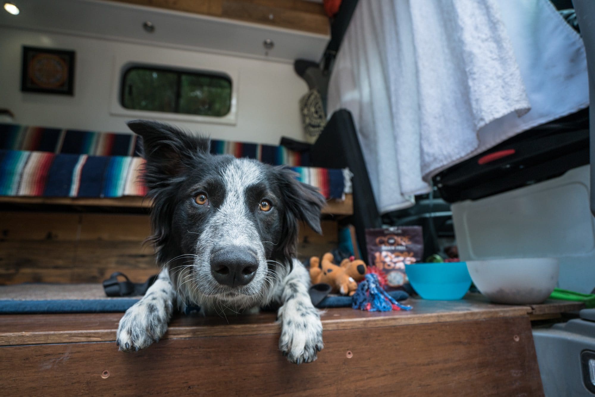 Charlie in the van // Get 15 practical tips for road trips with your dog, including training & ideas for keeping your dog exercised & entertained on the road.