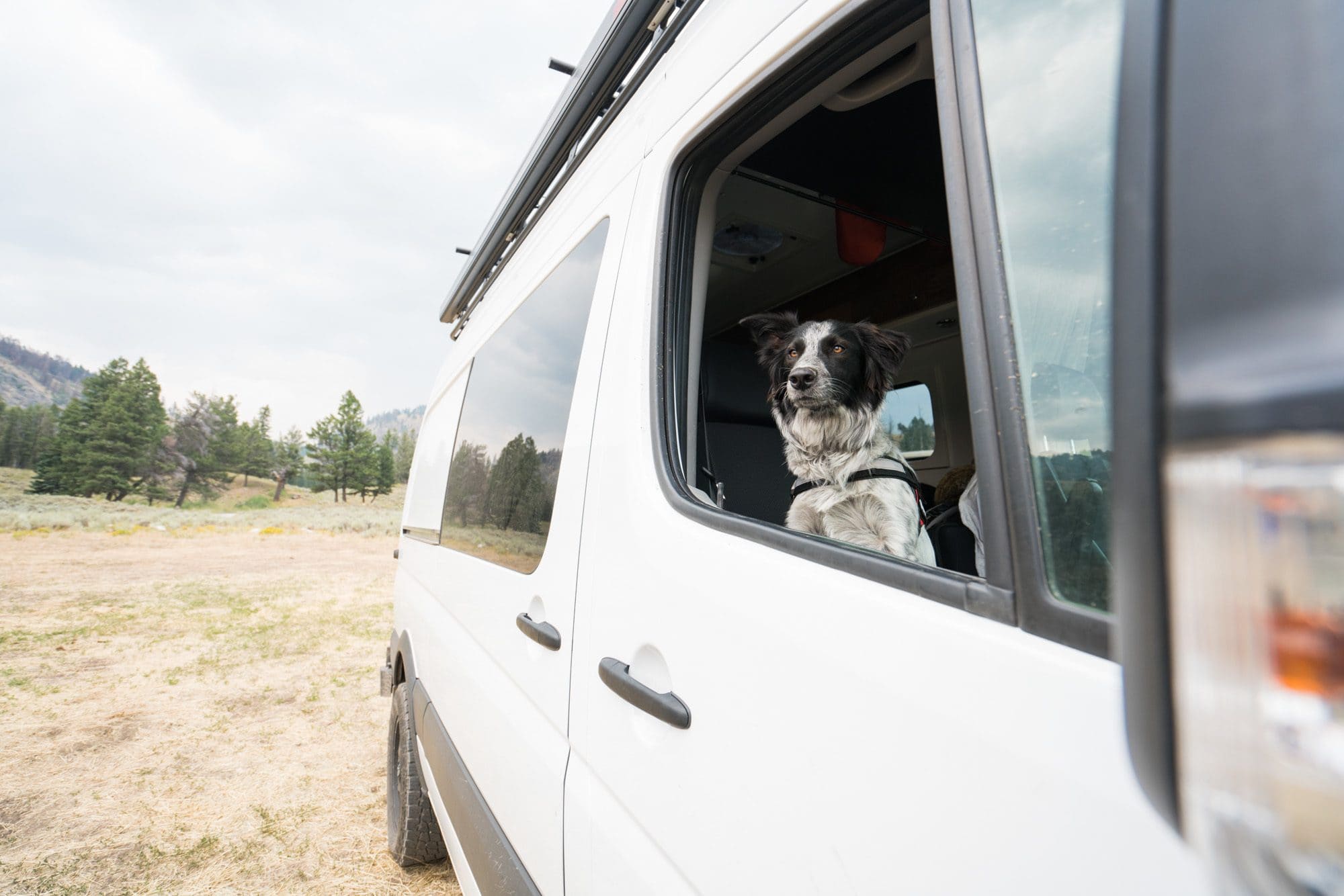 whats the best way for a dog to travel in a car