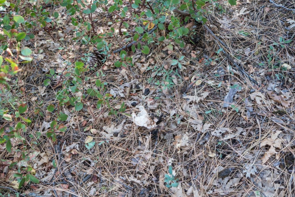 Used toilet paper on the ground at a campsite