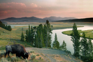 yellowstone