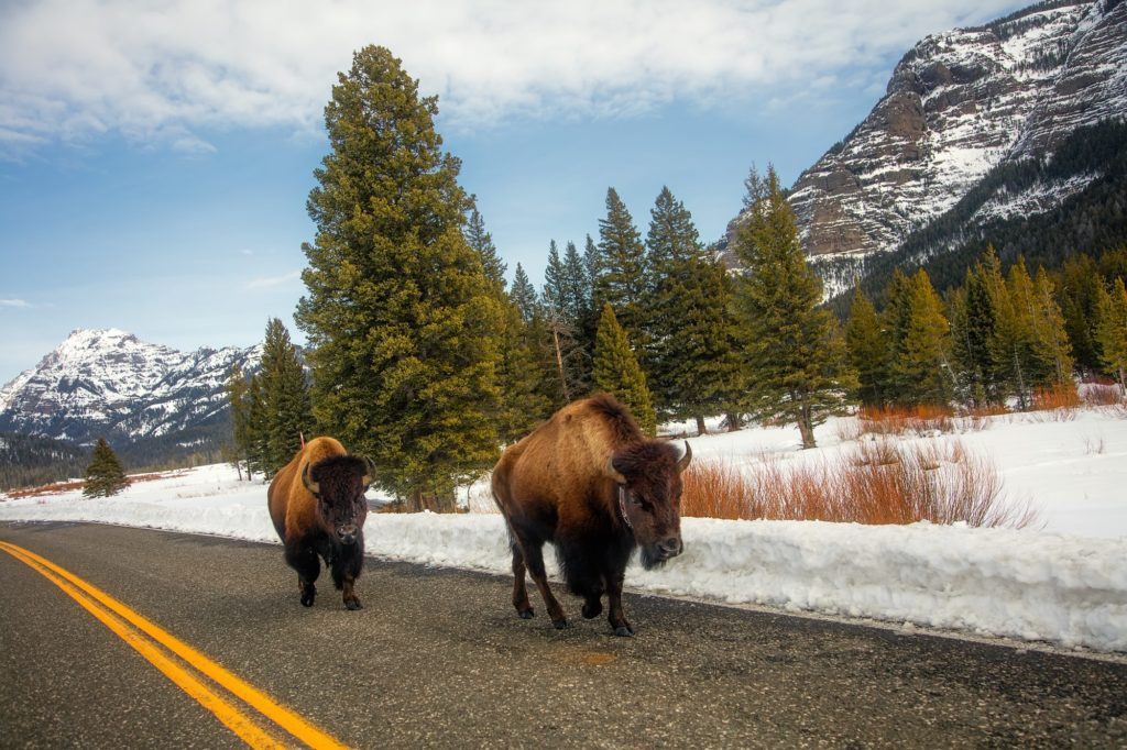 Two bisons walking along paved road in winter in Yellowstone National Park.