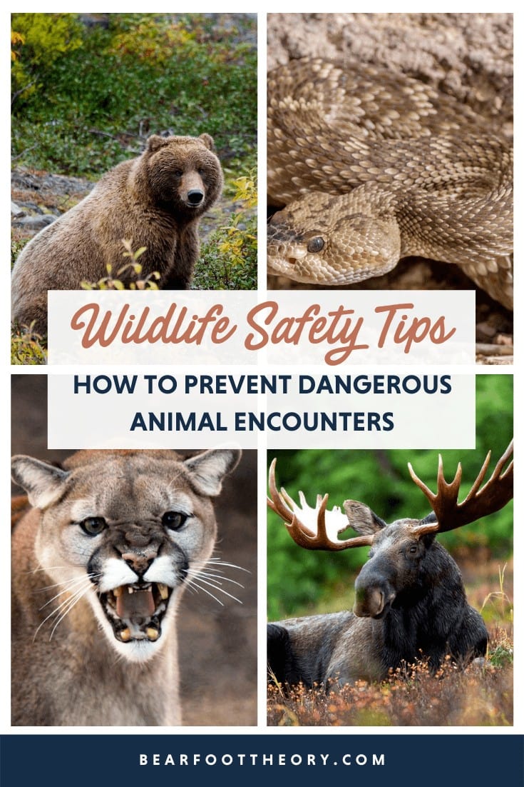 Encountering Wildlife: Six Safety Tips