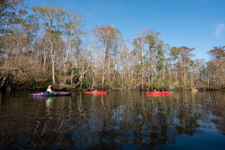 Myrtle Beach Kayaking with Gator Bait Adventure Tours Bearfoot Theory