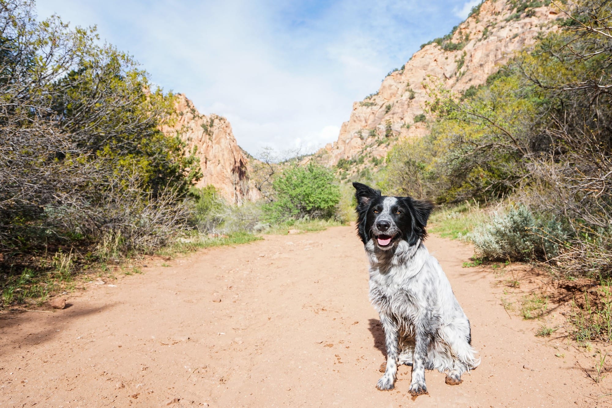 Black and white dog sitting on sandy trail in desert facing camera