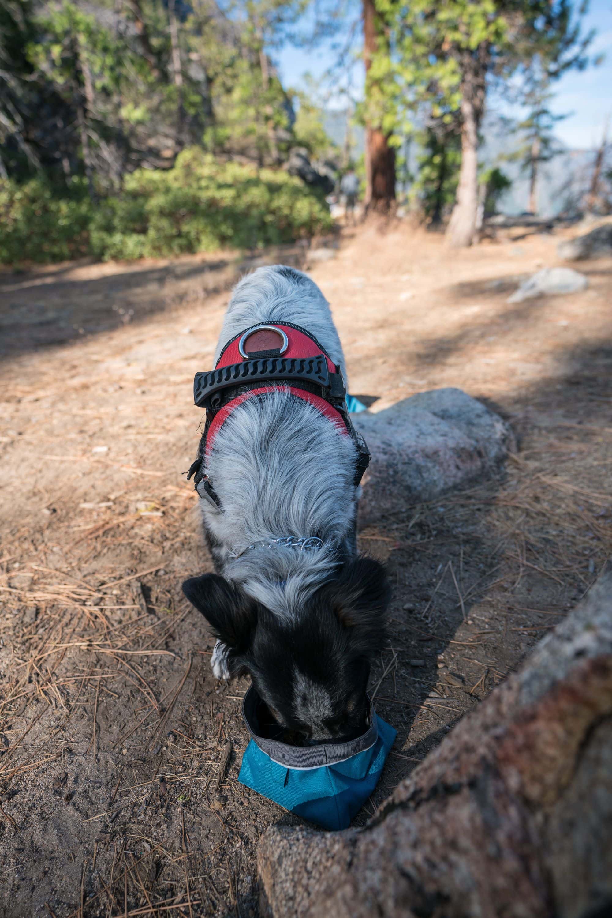 Dog drinking from collapsable water bowl while out for a hike