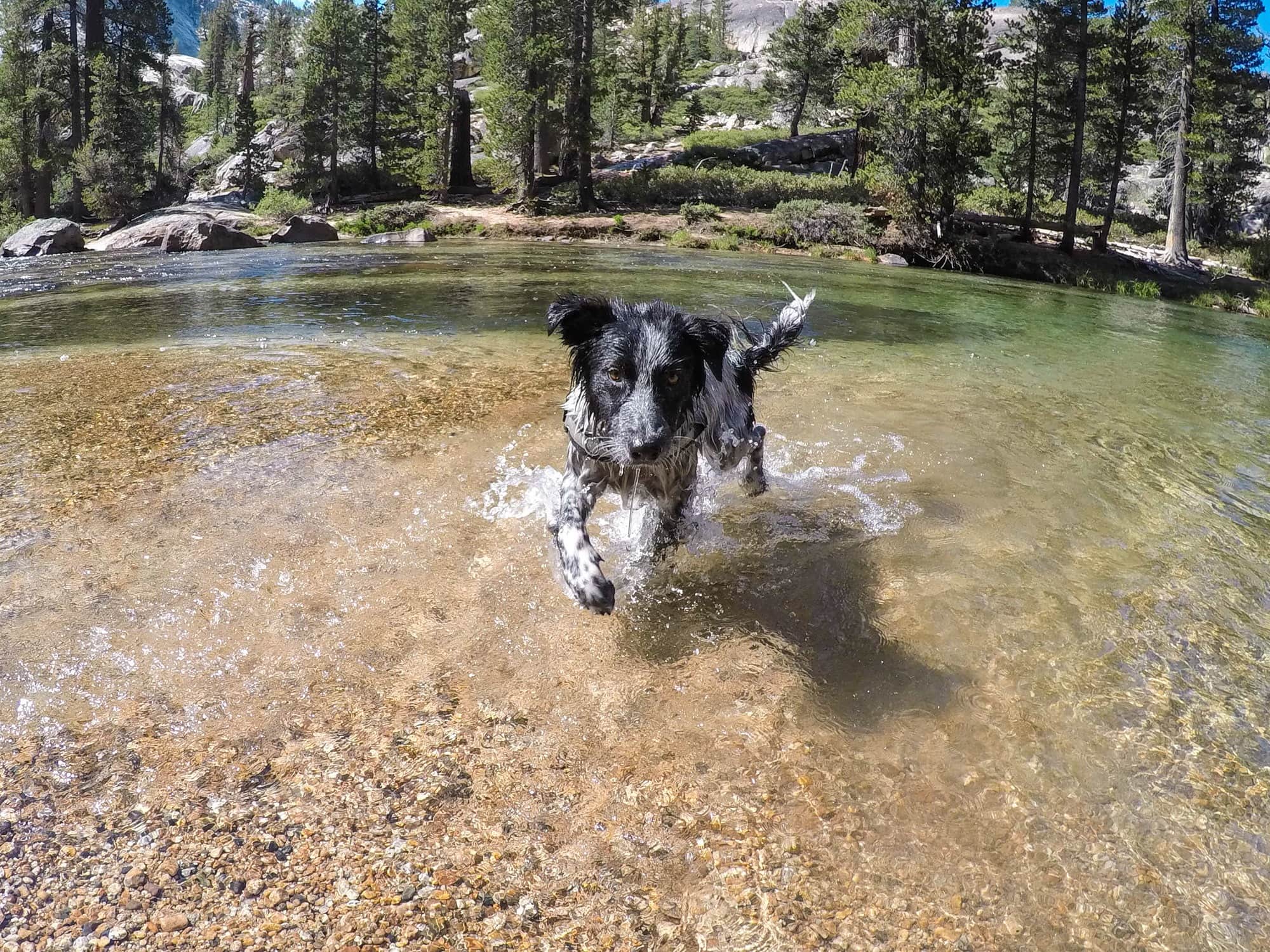 Young dog splashing around in clear river in northern California