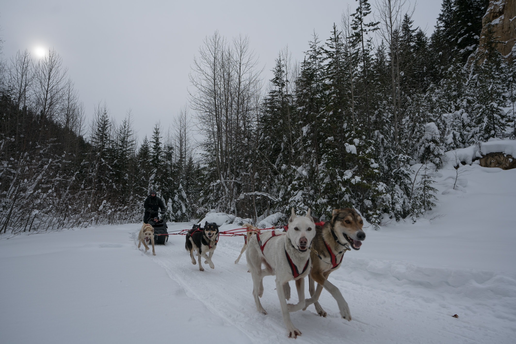 Dogsledding in Jasper National Park in winter // Plan your adventure with this guide