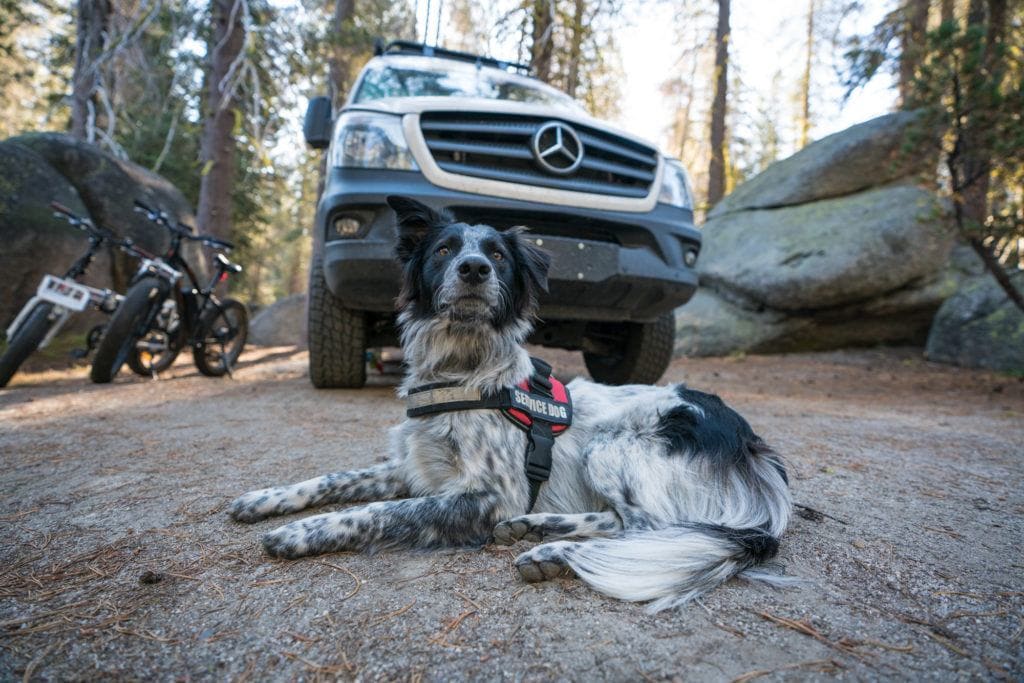 Charlie in Yosemite National Park // Get 15 practical tips for road trips with your dog, including training & ideas for keeping your dog exercised & entertained on the road.