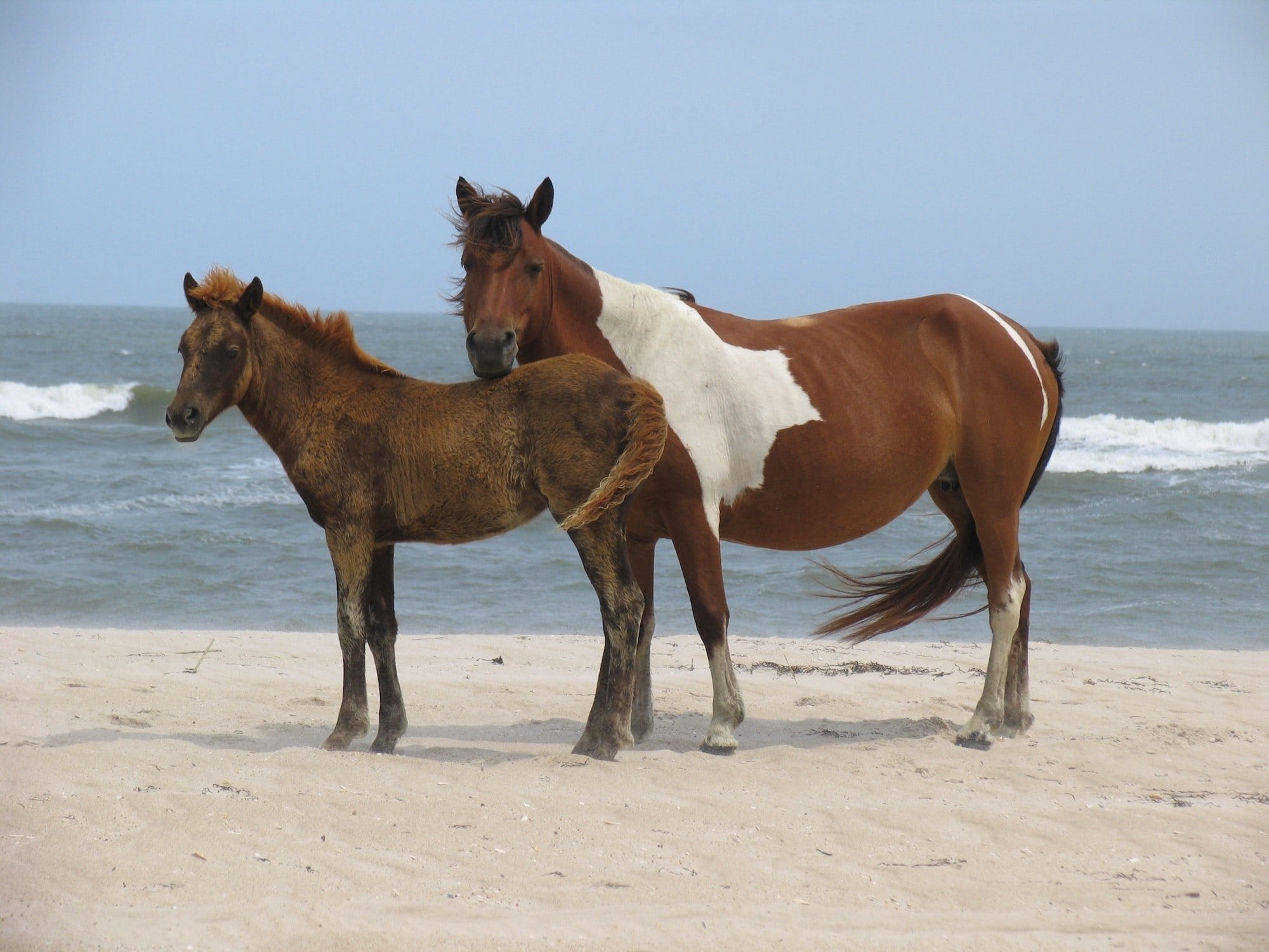 Assateague Island Wild Horses / Get our best Assateague Island camping tips and how to explore the Island's bike paths, wide-open beaches, beautiful forests, and more.