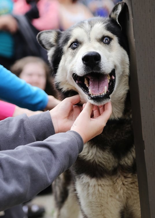 Denali Kennels // This Alaska road trip itinerary will take you through the best of the state including Kenai Fjords & Denali National Park.