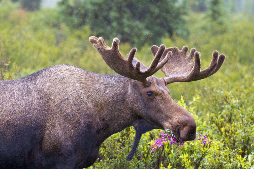 Moose eating plants in Alaska in the spring