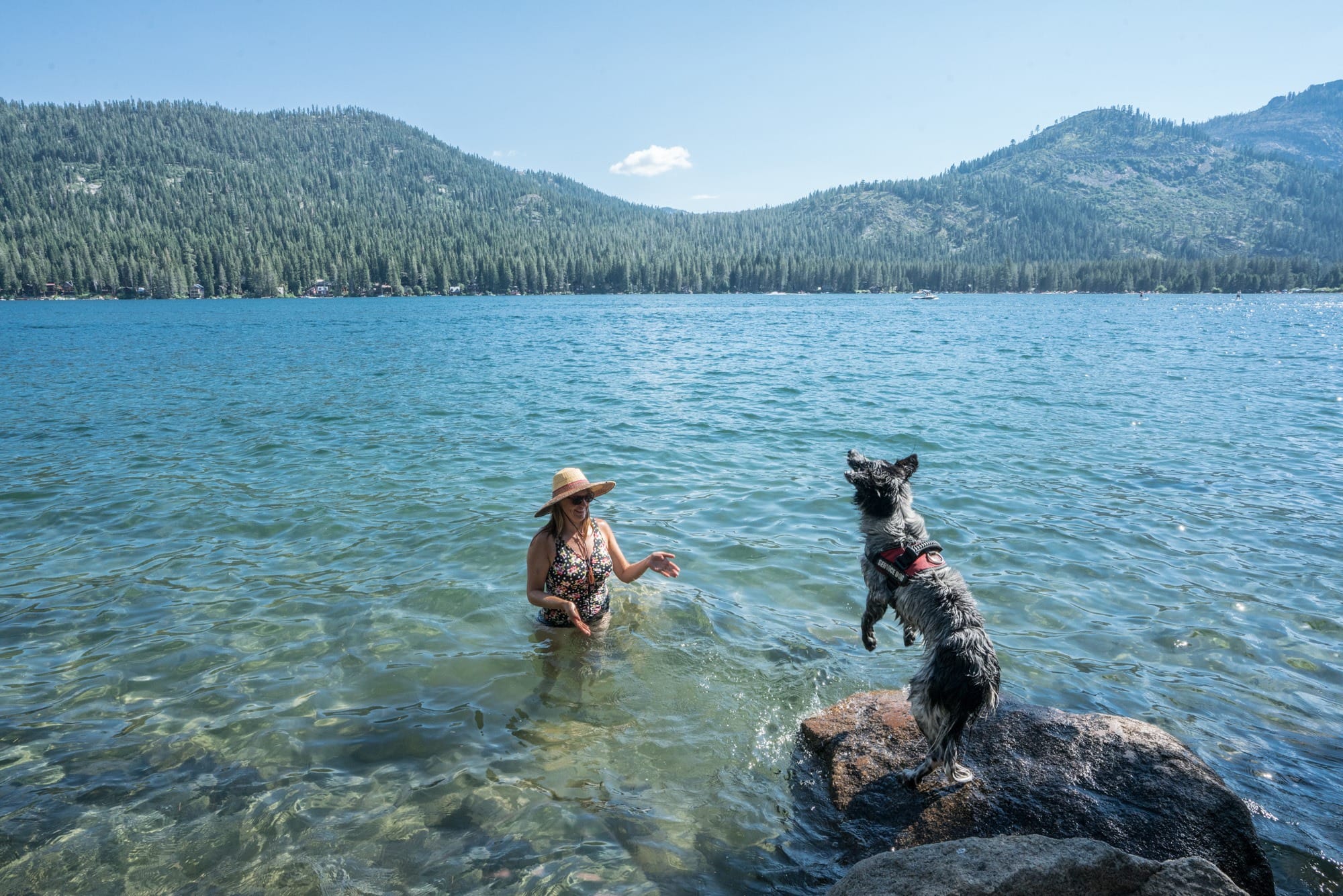 A woman in Donner Lake watches her dog jump into the lake